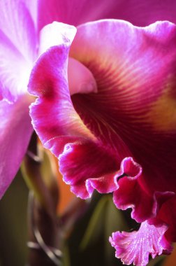 güzel orkide çiçek  