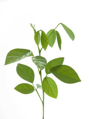 beyaz arkaplanda yeşil yapraklar