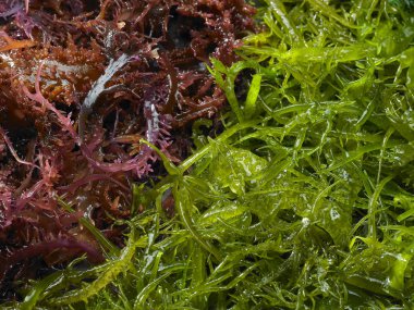 Doğal otlar arka plan