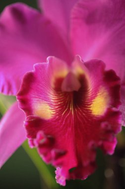 güzel orkide çiçek  