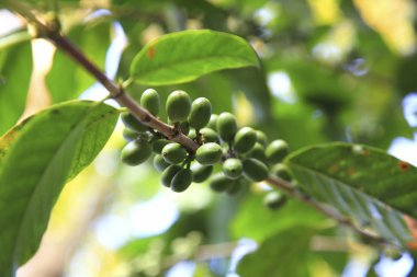 Kahve zamanı konsepti