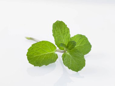 beyaz arkaplanda yeşil yapraklar