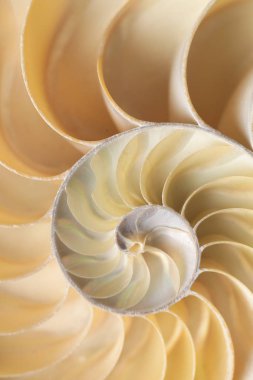 Deniz kabuğu doğal arka plan