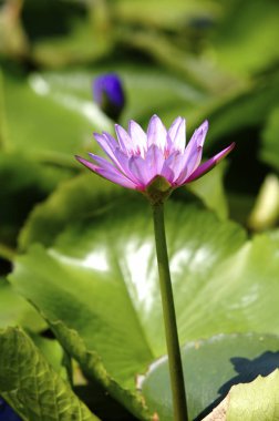 Güzel nilüfer çiçeği  