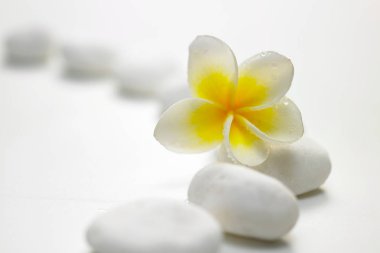 Beyaz çiçek ve taşlar 