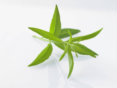 beyaz arkaplanda yeşil yapraklar