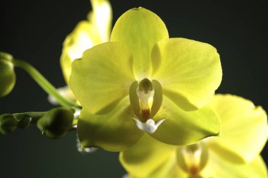 güzel orkide çiçekler