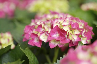 Güzel ortanca çiçeği