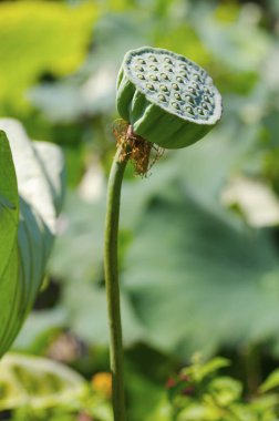 Güzel nilüfer çiçeği  