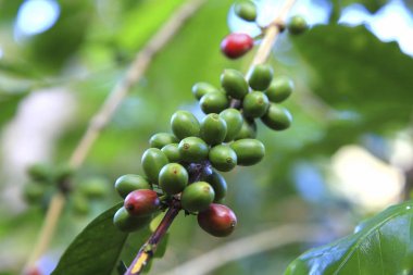 Kahve zamanı konsepti