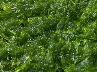 Yeşil otlar arka plan