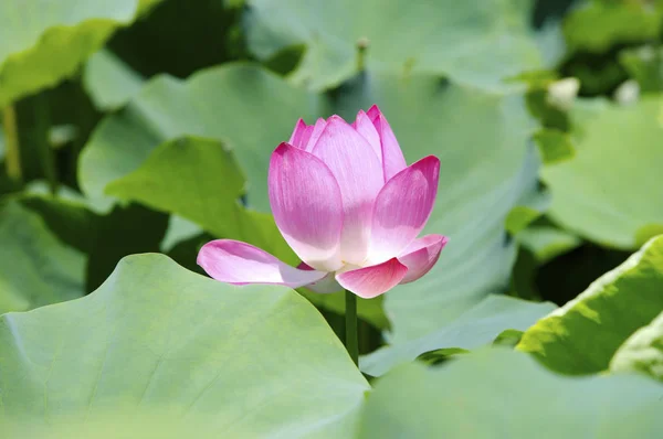 Mooie lotusbloem — Stockfoto