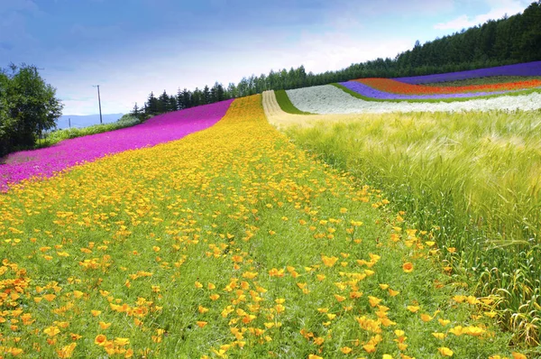 Hermoso campo de flores — Foto de Stock