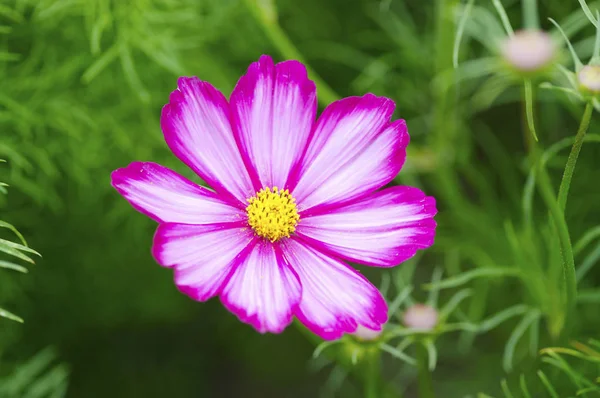 美しいデイジーの花クローズ アップ — ストック写真