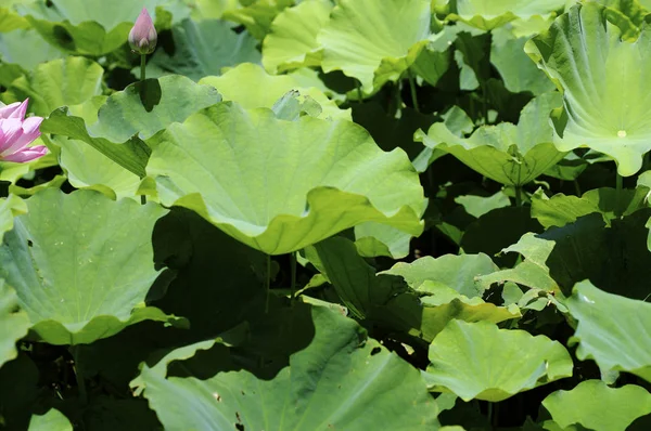 Lotus çiçek güzel — Stok fotoğraf