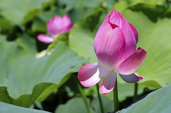 Mooie lotus bloemen — Stockfoto