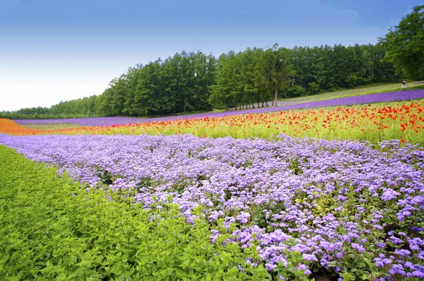 Schöne Blumenwiese — Stockfoto