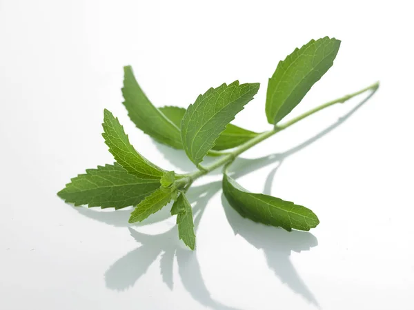 Green leaves on white background — Stock Photo, Image