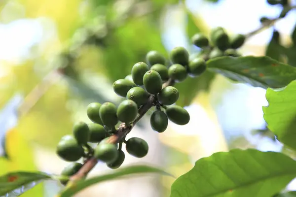 Conceito de tempo de café — Fotografia de Stock