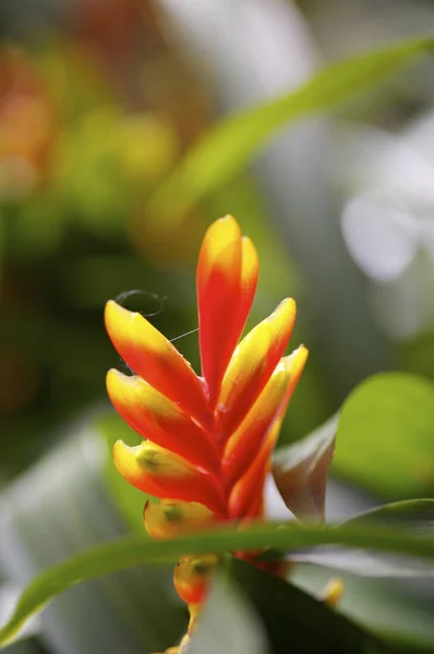 自然の中の美しい熱帯植物 — ストック写真