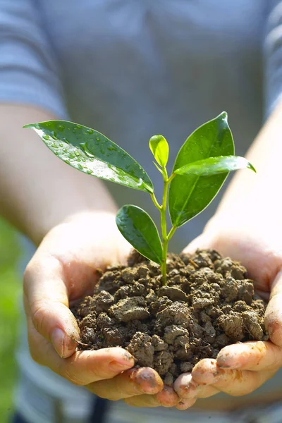 Fille tenant des plantules dans les mains — Photo