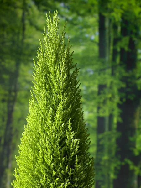 녹색 소나무 — 스톡 사진