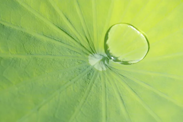 Green lotus leaf — Stock Photo, Image