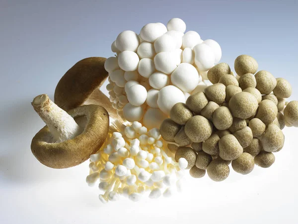 Různé druhy hub — Stock fotografie