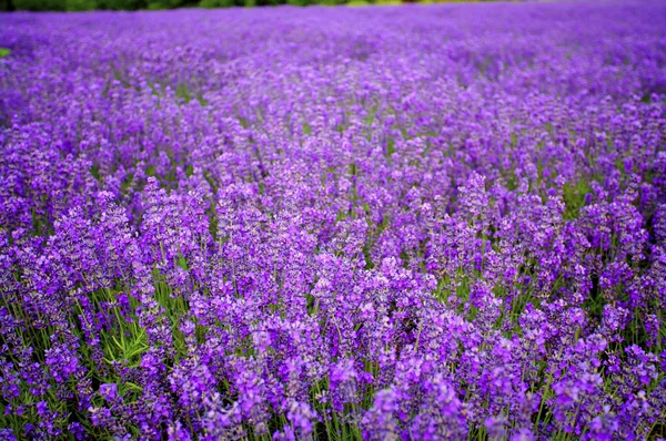 Belo campo de flores — Fotografia de Stock