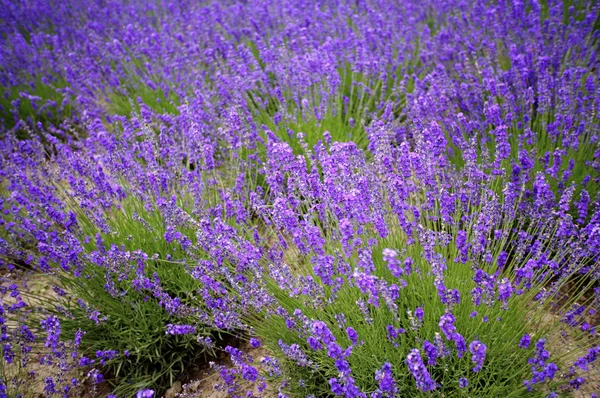 Belo campo de flores — Fotografia de Stock