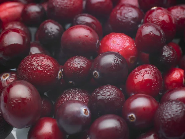 Latar belakang cranberry merah — Stok Foto