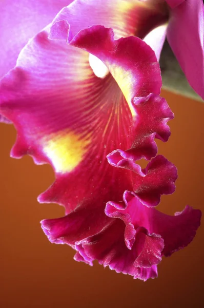 Hermosa flor de orquídea — Foto de Stock