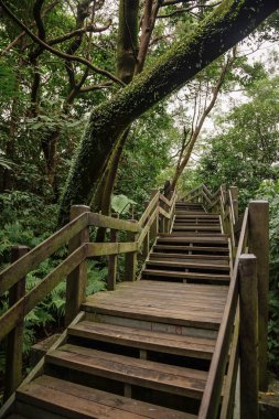 Güzel yeşil orman merdiven