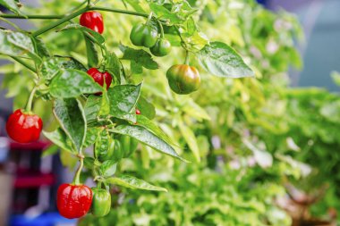 dalları üzerinde kırmızı ve yeşil biber