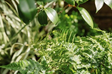 Dallarda yeşil yapraklar  