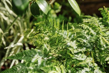 Dallarda yeşil yapraklar  