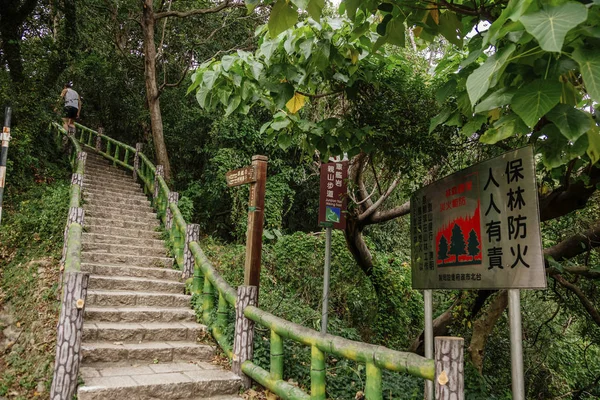 Güzel yeşil orman merdiven