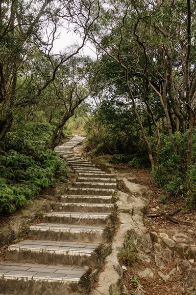 Güzel yeşil orman merdiven — Stok fotoğraf