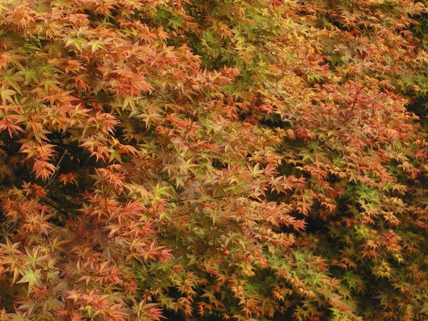 Árboles de arce en temporada de otoño — Foto de Stock