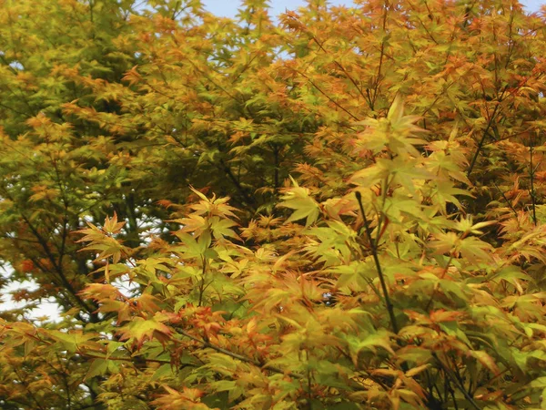 Árboles de arce en temporada de otoño —  Fotos de Stock
