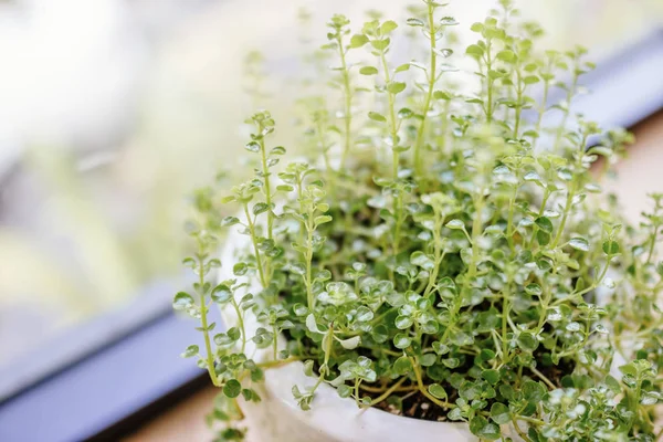 pot bitki yetiştirme