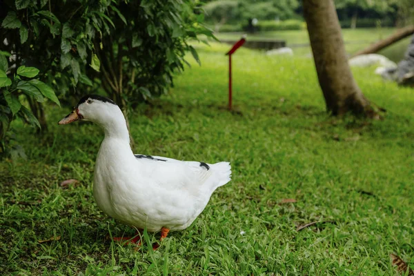 Белая утка на траве в саду — стоковое фото