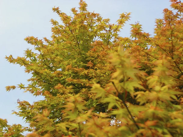 Árboles de arce en temporada de otoño — Foto de Stock