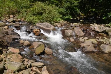 dağ dere tropikal orman
