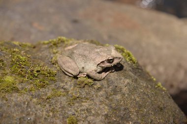 Kurbağa taş yosun ile 