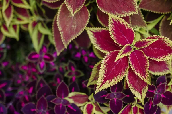 Bahçe içinde kırmızı yaprakları 