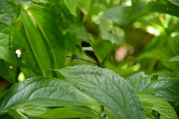 Dragonfly on green leaves — Stock Photo, Image