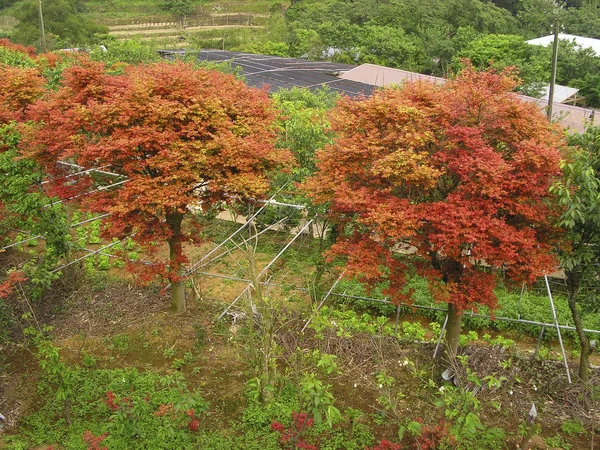 단풍나무가을 시즌에 — 스톡 사진