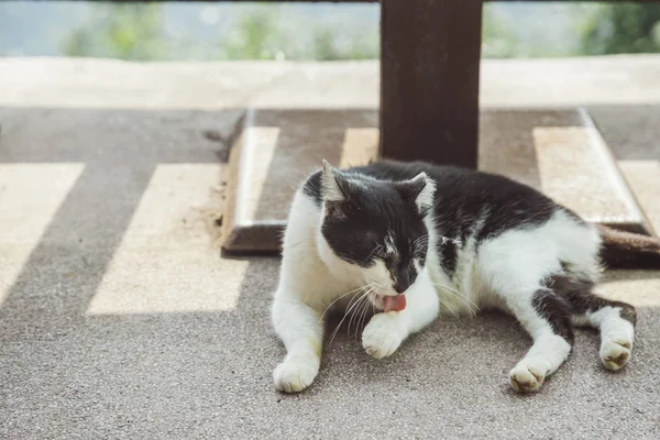 Gato preto e branco — Fotografia de Stock