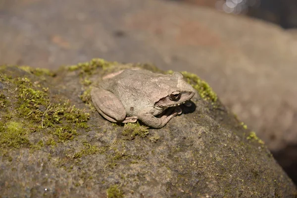 Kurbağa taş yosun ile 